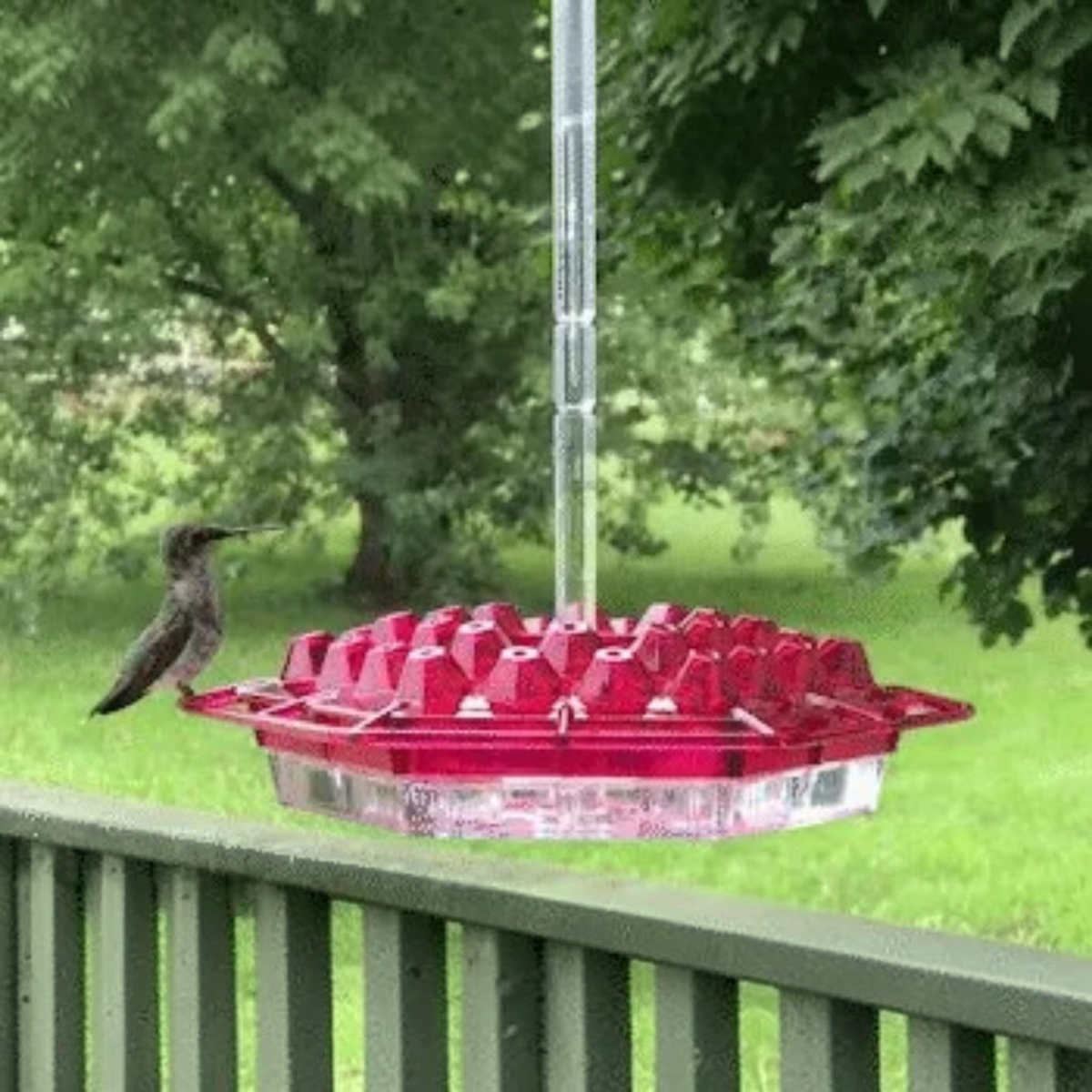 Hummingbird Feeder with Built-in Ant Moats and 30 Flower Ports, Hanging Design