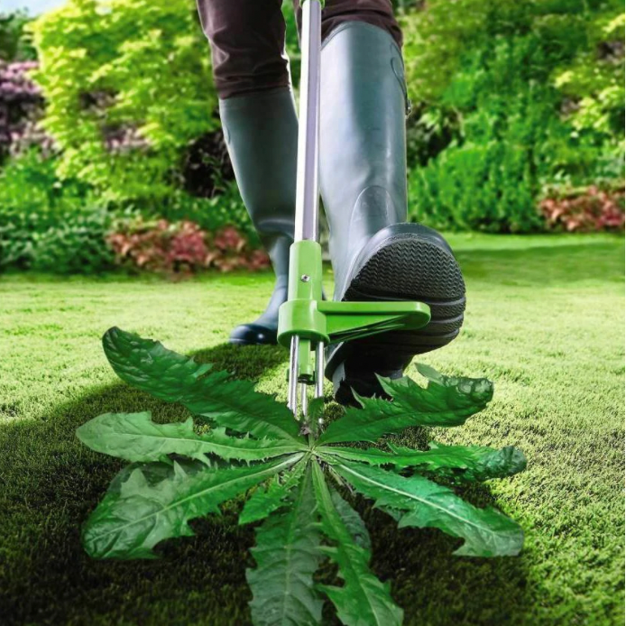 Standing Weed Puller with Spring Loaded Prongs and 36 Inch Handle