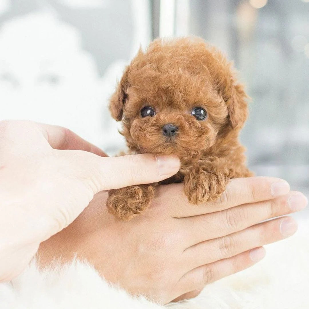 Interactive Robotic Puppy with Voice Recognition and Touch Sensor, Carry Pouch Included