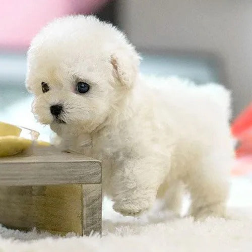 Interactive Plush Puppy with Walking Motion and Sound Effects