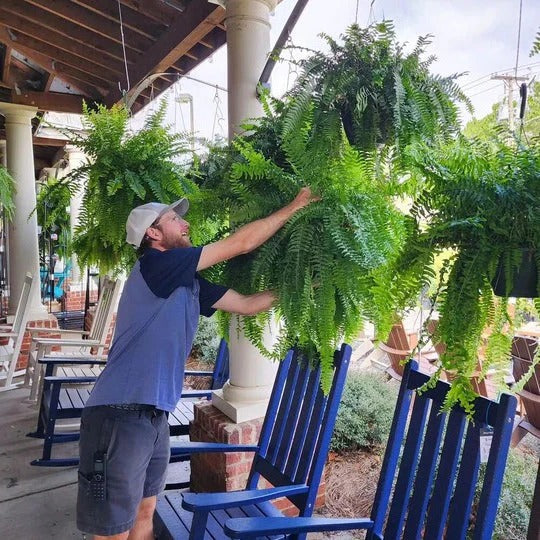 Artificial Boston Fern with 18 Stems and UV Resistant Polyethylene, 27.5in Spread