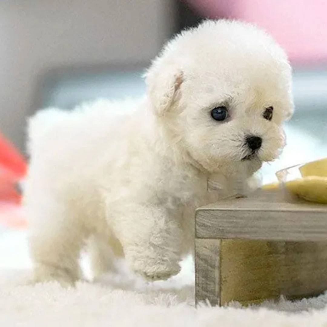 Interactive Robotic Puppy with Voice Recognition and Touch Sensor, Carry Pouch Included