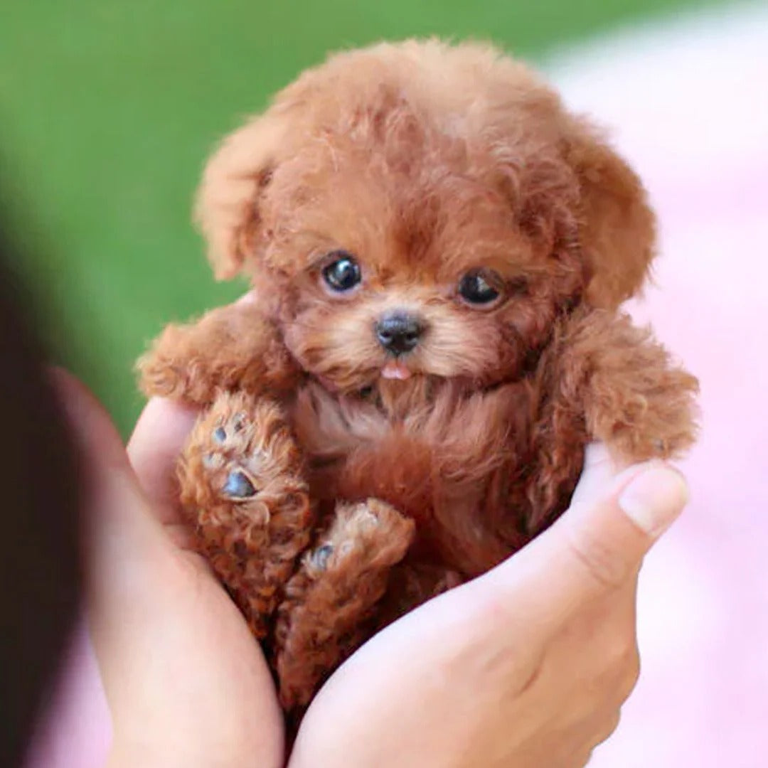 Interactive Robotic Puppy with Voice Recognition and Touch Sensor, Carry Pouch Included