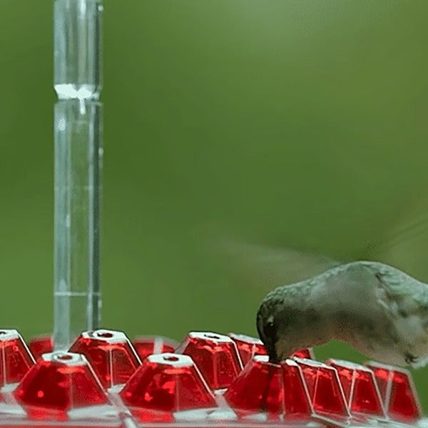 30-Port Hummingbird Feeder with Ant Moat and Clear Body, Red Attraction Color