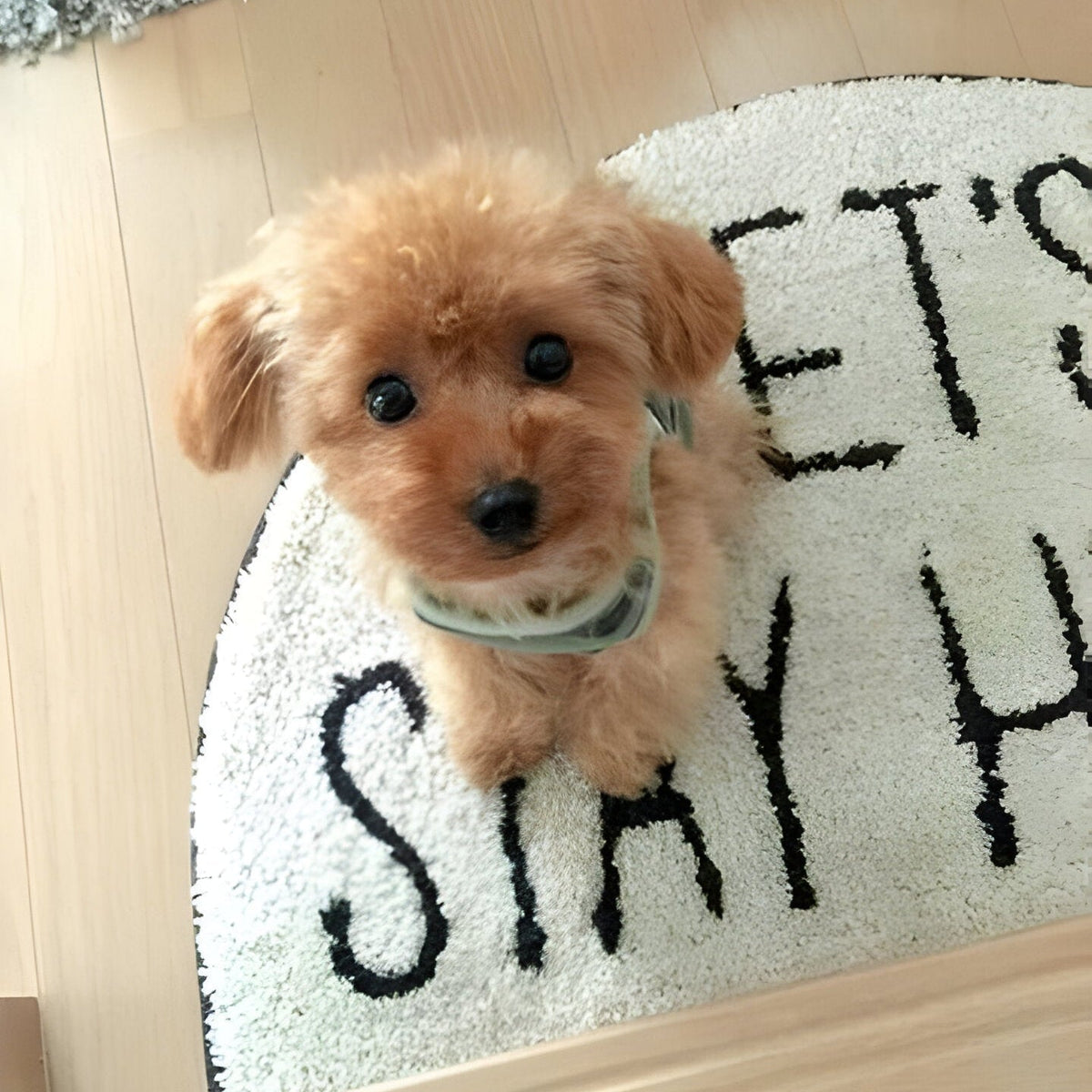 Plush Teddy Puppy Toy with Airbrushed Fur, Clay Nose and Paws and a Weighted Body in Four Colors