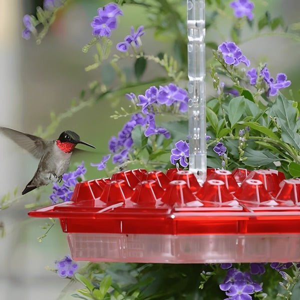 30-Port Hummingbird Feeder with Ant Moat and Clear Body, Red Attraction Color