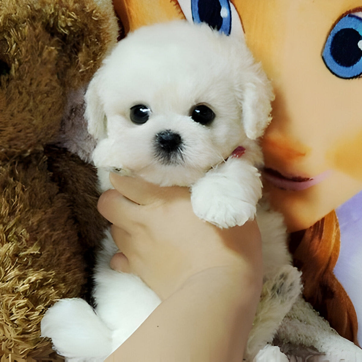 Plush Teddy Puppy Toy with Airbrushed Fur, Clay Nose and Paws and a Weighted Body in Four Colors